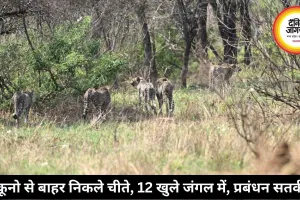 कूनो से बाहर निकले चीते, 12 खुले जंगल में, प्रबंधन सतर्क