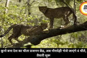 कूनो बना देश का चीता प्रजनन केंद्र, अब नौरादेही भेजे जाएंगे चीते, तैयारी शुरू