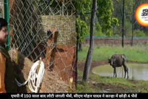 एमपी में 150 साल बाद लौटी जंगली भैंसें, सीएम मोहन यादव ने कान्हा में छोड़ी 4 भैंसें