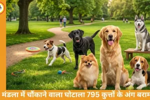 MP Dog Sterilization Scam: मंडला में 795 कुत्तों के अंग बरामद, नसबंदी के नाम पर बड़ा फर्जीवाड़ा उजागर