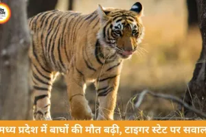 मध्य प्रदेश में बाघों की मौत पर बढ़ी चिंता, 6 दिन में 3 शावकों की मौत