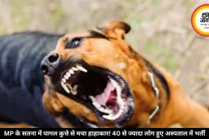 MP के सतना में पागल कुत्ते से मचा हाहाकार! 40 से ज्यादा लोग हुए अस्पताल में भर्ती