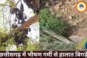 छत्तीसगढ़ में भीषण हीटवेव: जंगलों में वन्यजीवों की मौत, रायपुर में 45°C पार जाने की चेतावनी