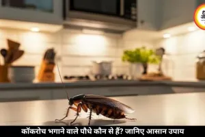 कॉकरोच भगाने के लिए घर में लगाएं ये पौधे, केमिकल स्प्रे की नहीं पड़ेगी जरूरत