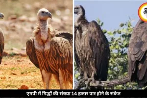 एमपी में गिद्धों की गिनती अंतिम दौर में, संख्या 14 हजार पार होने के संकेत