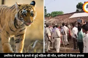 उमरिया में बाघ के हमले से हुई महिला की मौत, 21 दिन में तीसरी मौत, गुस्साए ग्रामीणों का किया हंगामा