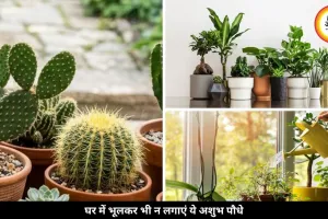 घर की खुशहाली पर असर डाल सकते हैं ये 5 पौधे, वास्तु में माने गए अशुभ