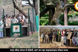 कूनो मे मादा चीता जंगल में दौड़ेगी, टाइगर स्टेट से आगे MP बन रहा वाइल्डलाइफ मॉडल