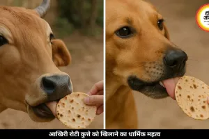 पहली रोटी गाय को, आखिरी कुत्ते को देने की परंपरा क्यों मानी जाती है शुभ? जानें यहां