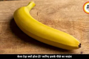 केला टेढ़ा क्यों होता है? इसके पीछे छिपा है गुरुत्वाकर्षण और सूरज की रोशनी का साइंस। जानें यहां