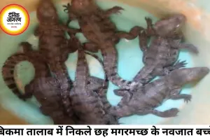 250 साल पुराने बिकमा तालाब में निकले मगरमच्छ के बच्चे, वन विभाग ने सुरक्षित छोड़ा खूंटाघाट बांध