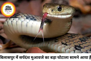 बिलासपुर में सर्पदंश मुआवजा घोटाला, 17 करोड़ का फर्जीवाड़ा उजागर