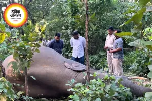 रायगढ़ में हाथी शावकों की मौत का खुलासा, संक्रमण बना वजह