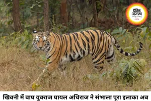 खिवनी में बाघों की वर्चस्व की लड़ाई, घायल युवराज को भोपाल किया गया शिफ्ट