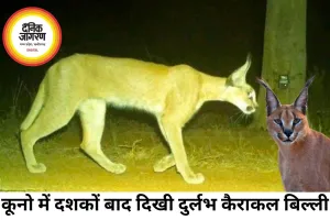 कूनो नेशनल पार्क में दिखी दुर्लभ कैराकल बिल्ली, दशकों बाद वापसी से वन्यजीव विशेषज्ञ उत्साहित