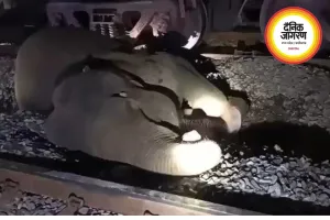 रायगढ़ में मालगाड़ी की चपेट में आई मादा हाथी, उपचार के दौरान मौत