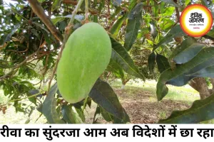 रीवा का सुंदरजा आम बना ग्लोबल ब्रांड, अबूधाबी जाएगी बड़ी खेप