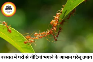बरसात में घर में बढ़ती चींटियों से राहत पाने के आसान उपाय