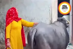टीवी देखे बिना दूध नहीं देती भैंस! वायरल वीडियो ने इंटरनेट पर मचाई धूम