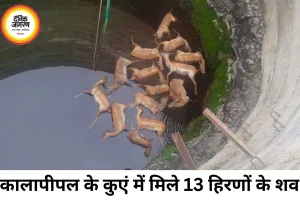 कालापीपल में कुएं से मिले 13 हिरण और एक कुत्ते के शव, जांच जारी