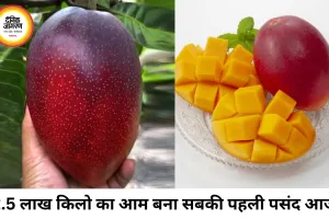 2.5 लाख रुपये किलो का मियाजाकी आम बना आकर्षण, यूपी मैंगो फेस्टिवल में उमड़ी भीड़