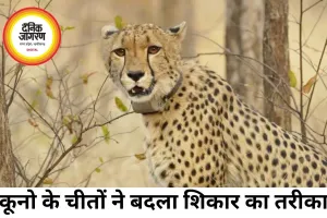 कूनो के चीते मप्र-राजस्थान के 12 जिलों तक पहुंचे, शिकार के तरीके में भी आया बड़ा बदलाव