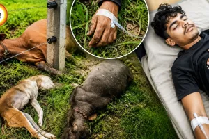 सीधी में खेत के कंटीले तार में दौड़ा करंट, तीन पशुओं की मौत; बचाने पहुंचा युवक घायल