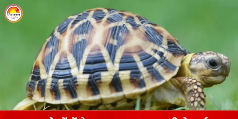 कछुआ तस्करी के अंतरराष्ट्रीय आरोपी मुरुगेशन का थाइलैंड प्रत्यर्पण तय