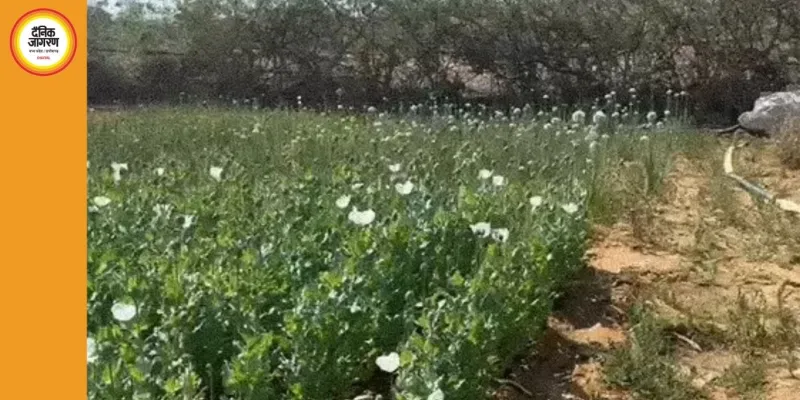 रायगढ़ में फिर पकड़ी गई अवैध अफीम की खेती