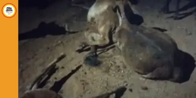 दुर्ग में तेज रफ्तार ट्रक ने 6 गायों को रौंदा, 3 की मौत; ग्रामीणों का चक्काजाम, भारी वाहनों पर रोक की मांग