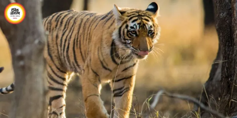 मध्य प्रदेश में बाघों की मौत पर बढ़ी चिंता, 6 दिन में 3 शावकों की मौत