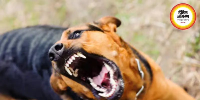 MP के सतना में पागल कुत्ते से मचा हाहाकार! 40 से ज्यादा लोग हुए अस्पताल में भर्ती