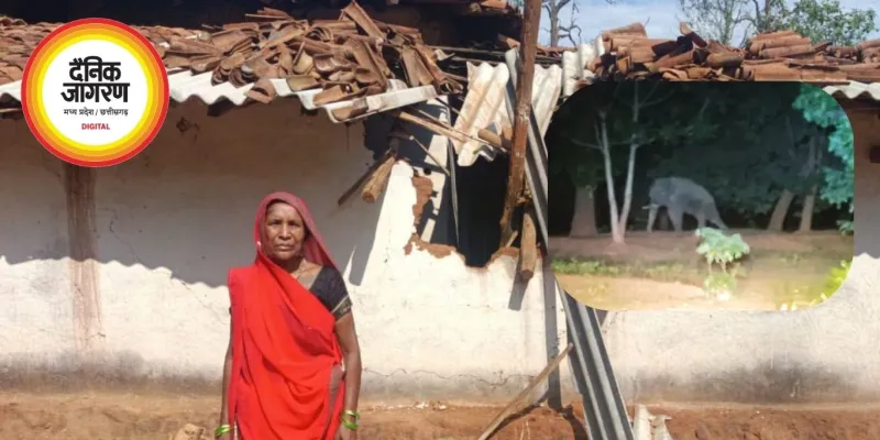 महिला को कुचलने के बाद फिर बेकाबू हुआ लोनर हाथी, दो मकान तोड़े, ग्रामीणों में दहशत